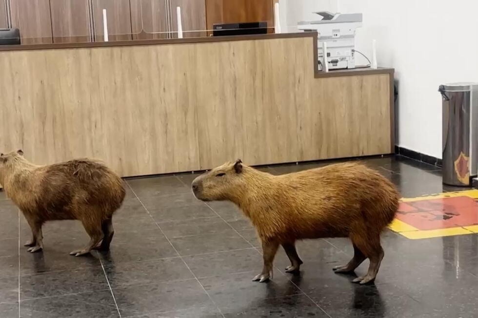 Pics - Capybaras stroll into Brazil's legislature