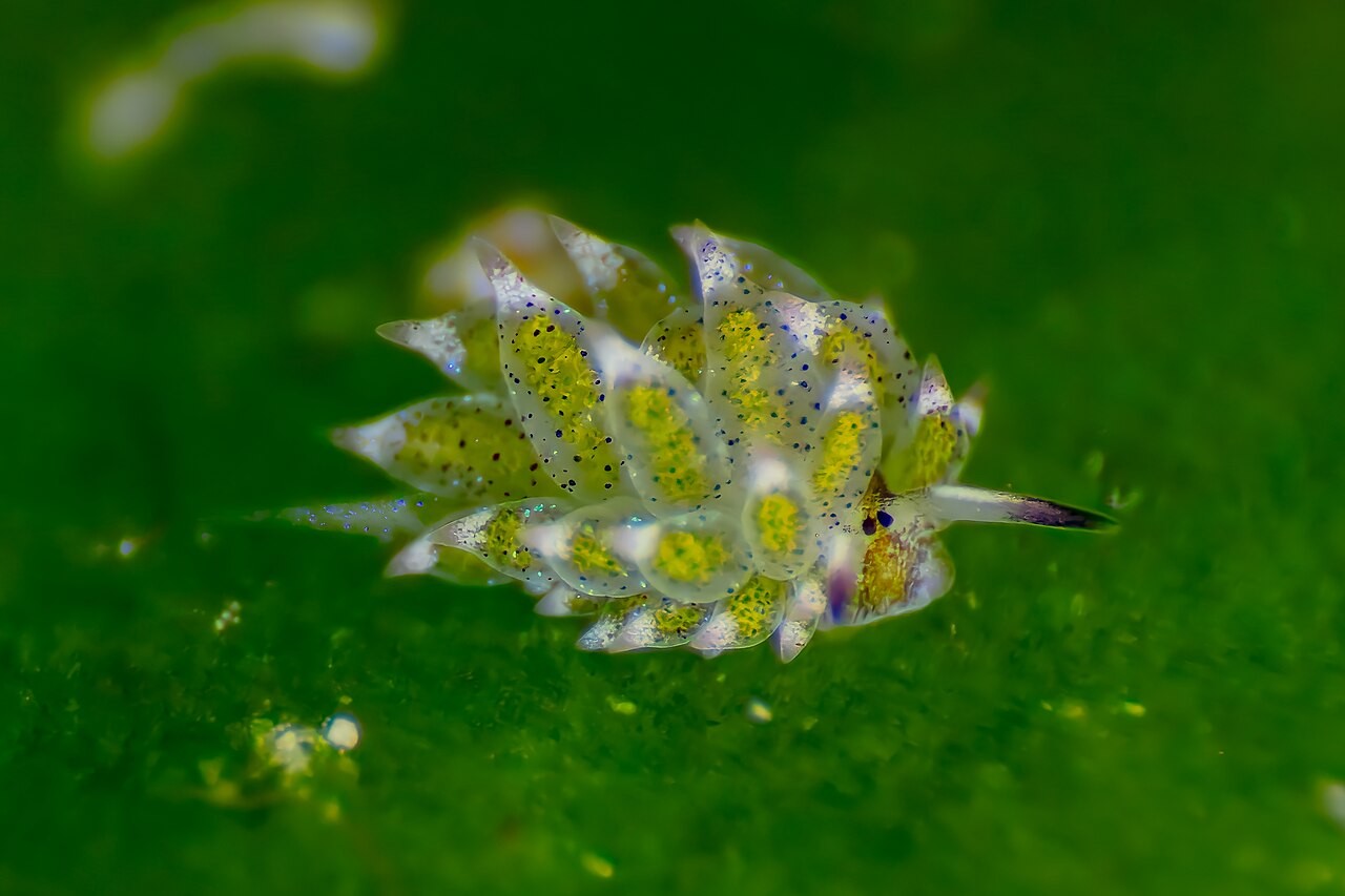 This is a leaf sheep sea slug. It steals chloroplasts from algae and uses them to generate energy from sunlight for itself preview image