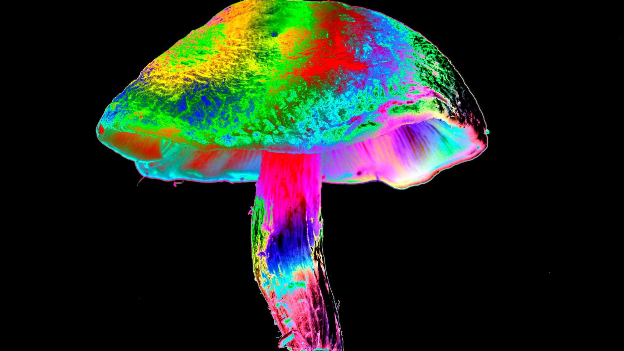 Psilocybin may protect against a common, debilitating side effect of chemotherapy, early study finds preview image