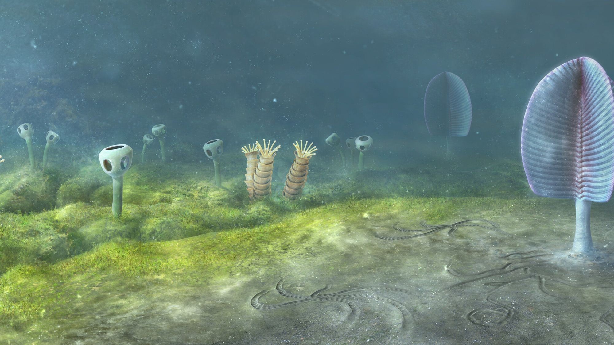 Animals may have evolved 200 million years earlier than previously thought, new study suggests preview image
