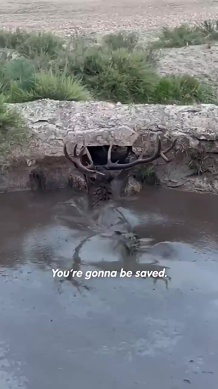 Saving a deer from muddy water preview image