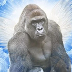 4206967's avatar