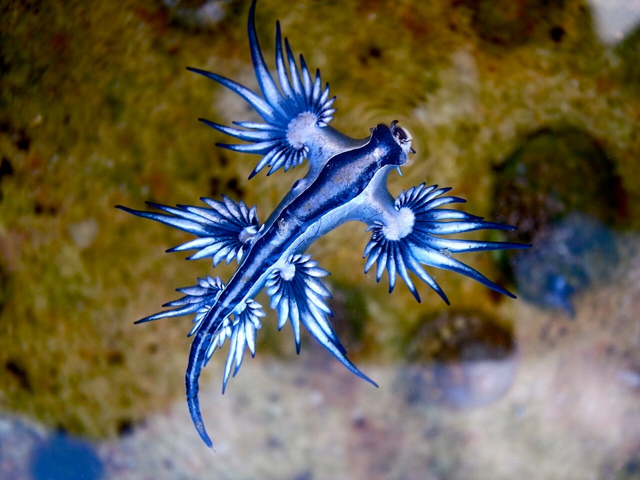 A blue dragon sea slug, which stores stinging cells from the prey it eats preview image