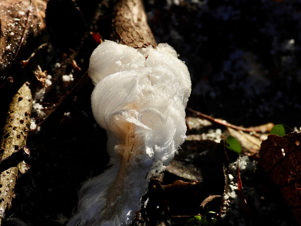 InterestingAF - "Hair ice" fungus growing on a rotting branch