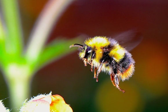 Bumblebees exposed to a fungal infection basically became drug addicts preview image