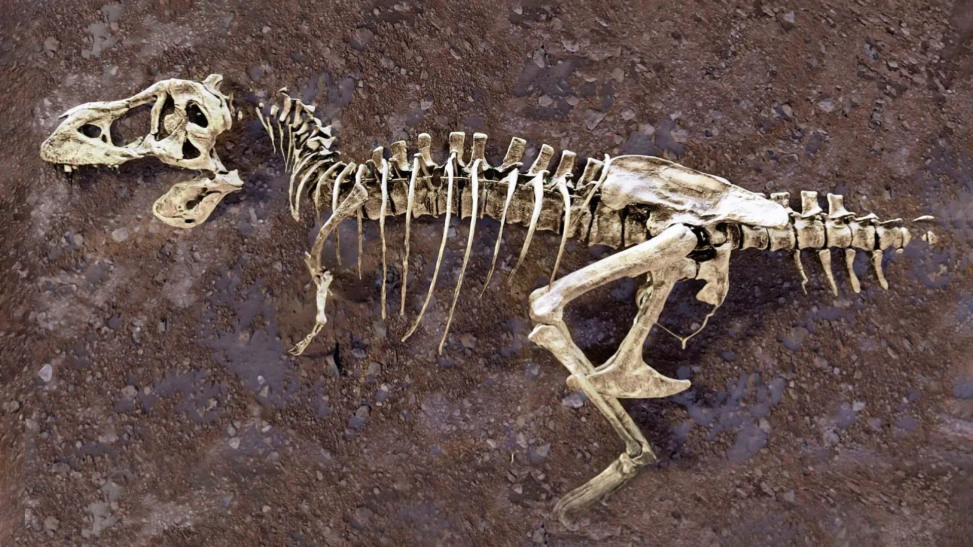 Fossilized blood vessels were found inside a broken rib from the world's largest T. rex preview image