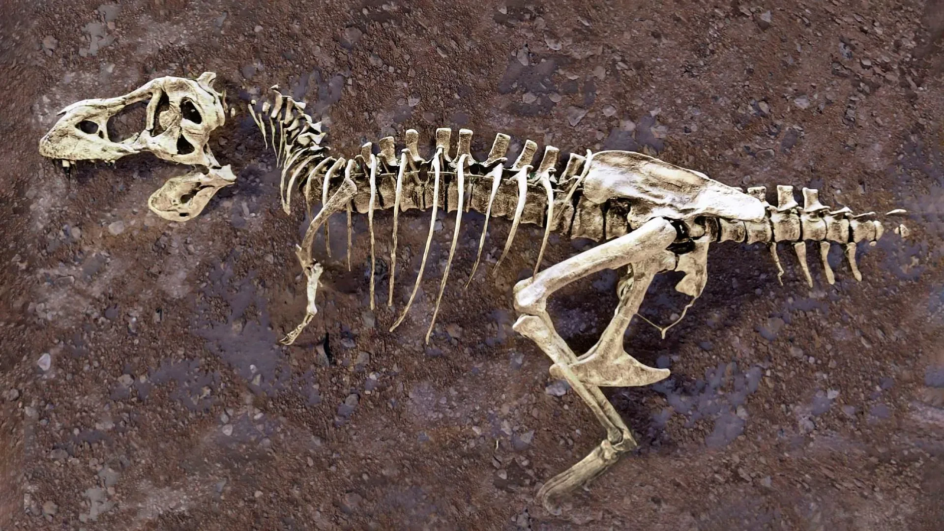 A broken rib from the world's largest T. rex hid a 66-million-year-old secret preview image