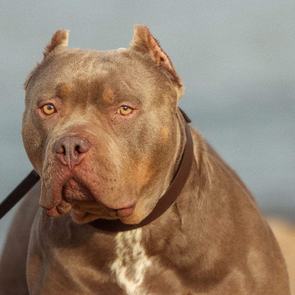 "Pitbulls" are dangerous preview image