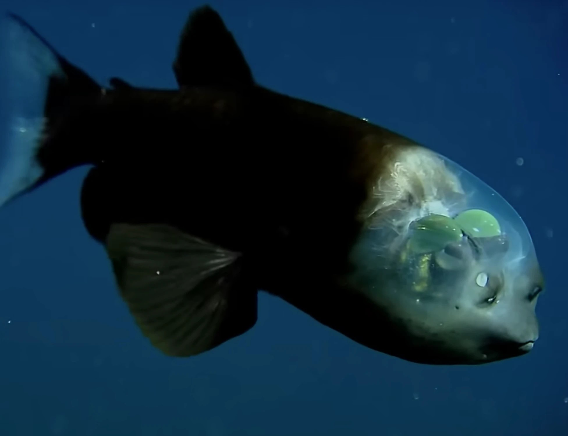 The Barreleye fish's eyes are green domes inside transparent head preview image