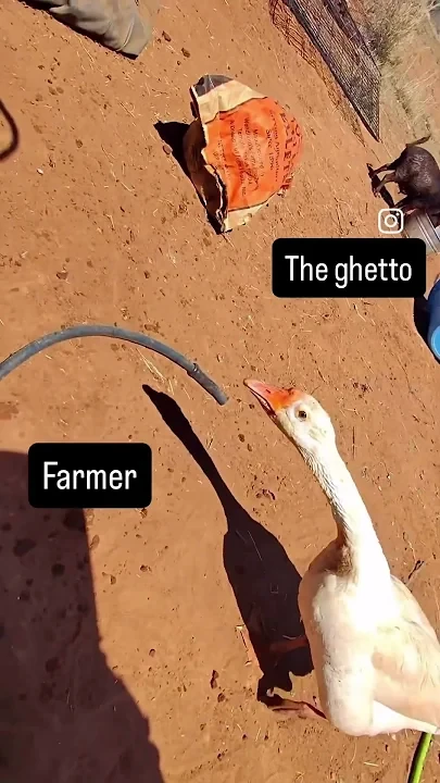 Angel the goose is violent af preview image