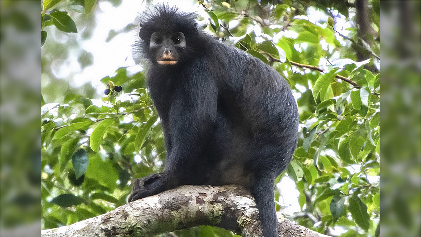 scientists found a whole new monkey species in the Congo and it has an orange mouth preview image
