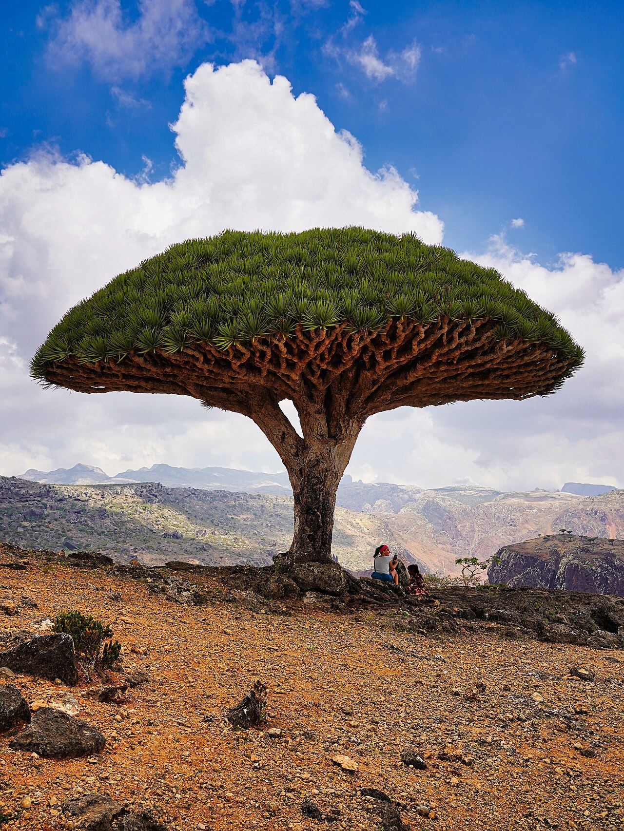 Dragon blood tree on Socotra, Yemen shaped like a giant upside down umbrella preview image